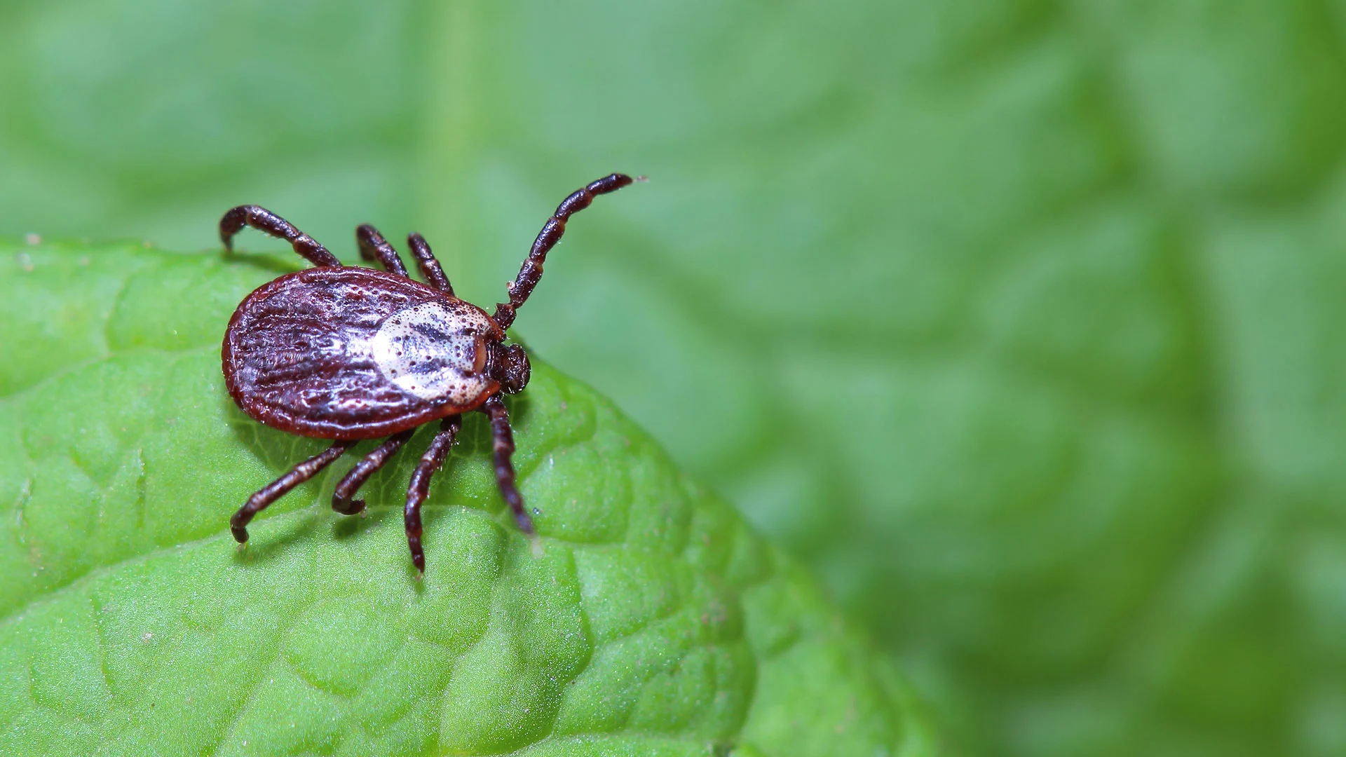 3 Ways to Help Keep Fleas & Ticks From Infesting Your Lawn