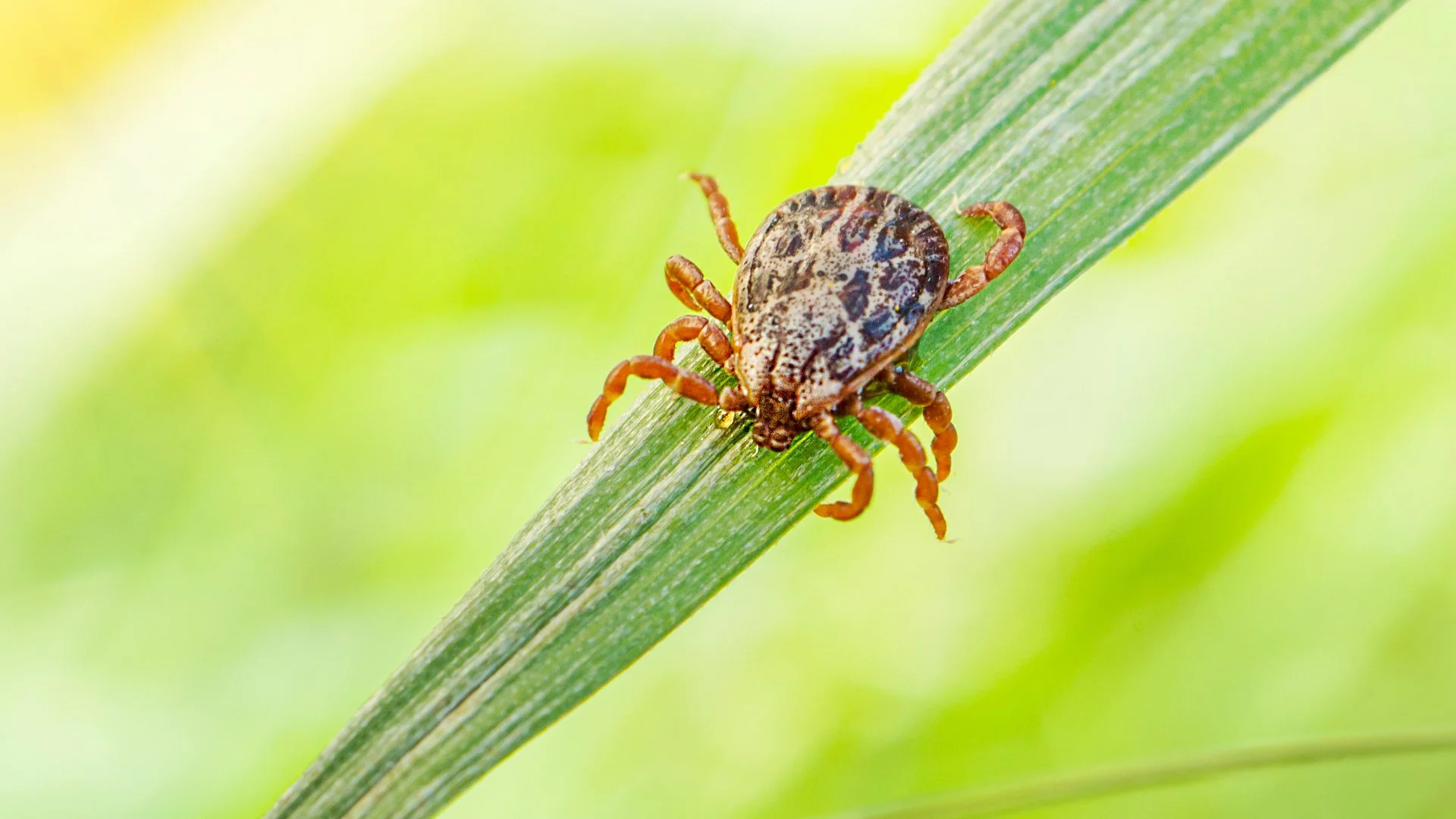 3 Types of Ticks That Are Common in South Dakota