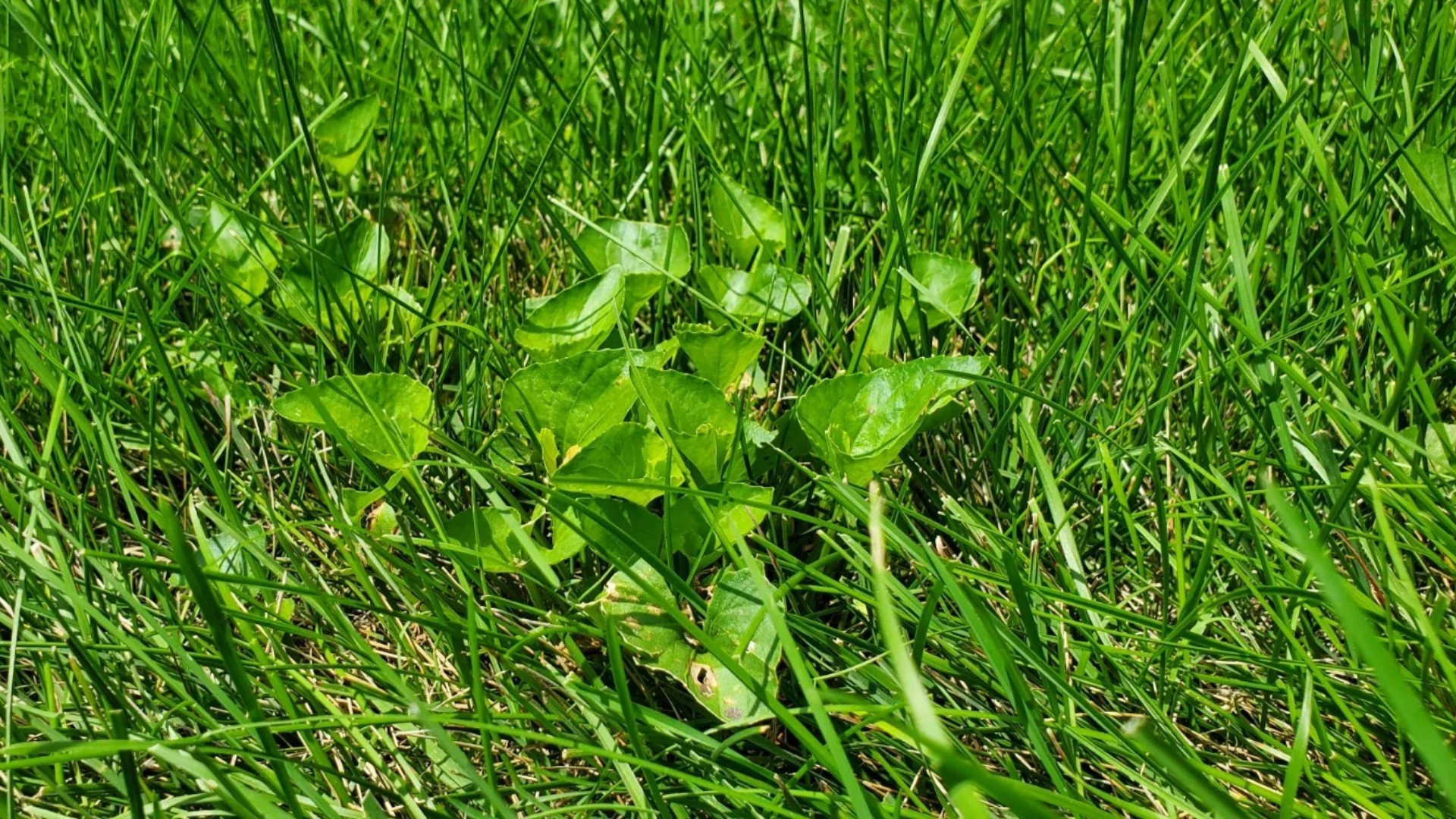 Have Stubborn Weeds? You May Need More Aggressive Weed Control ...