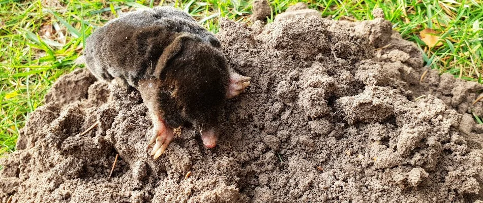 A mole on a pile of dirt on a lawn in Sioux Falls, SD.