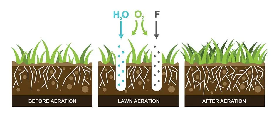 Lawn aeration infographic.