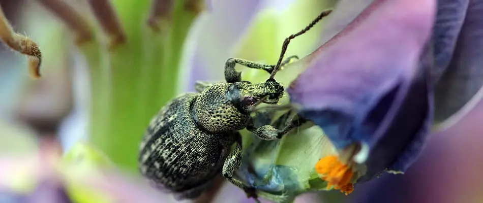 Billbug crawling across a flowering plant in Tea, SD.
