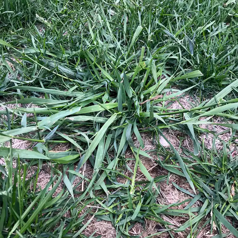 Crabgrass patch spreading across a lawn, showing its wider leaf blades and light green color compared to the surrounding turf