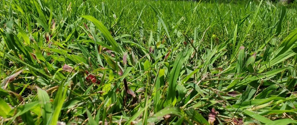 Sioux Falls, SD lawn infested with crabgrass weeds.