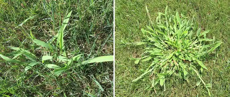 Side-by-side comparison of a young crabgrass seedling from June on the left and a mature crabgrass plant with multiple tillers from August on the right