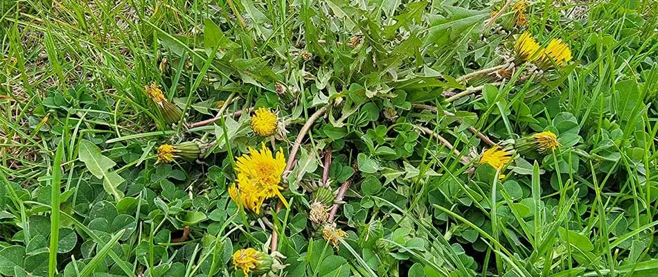 A cluster of dandelions in a yard near Sioux City, IA.