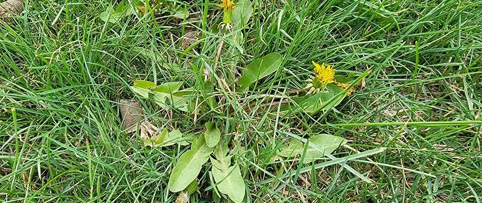 Dandelion rooted in a lawn near Harrisburg, South Dakota.