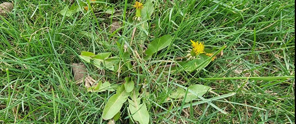 A dandelion weed on a lawn in Sioux Falls, SD.