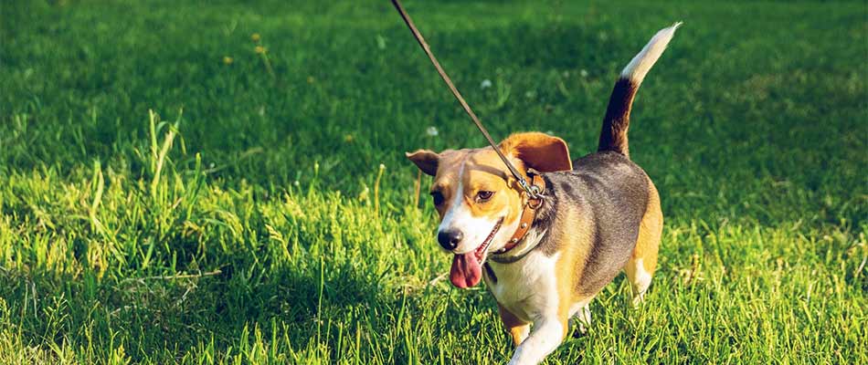 is nitrogen harmful to dogs