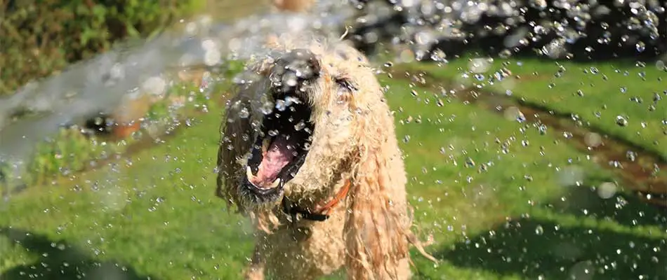 Dog playing in the water hose near Sioux Falls, SD.