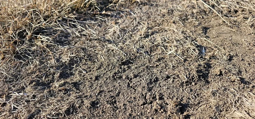 Dry, cracked soil on a residential lawn in Sioux Falls, SD after a dry winter.