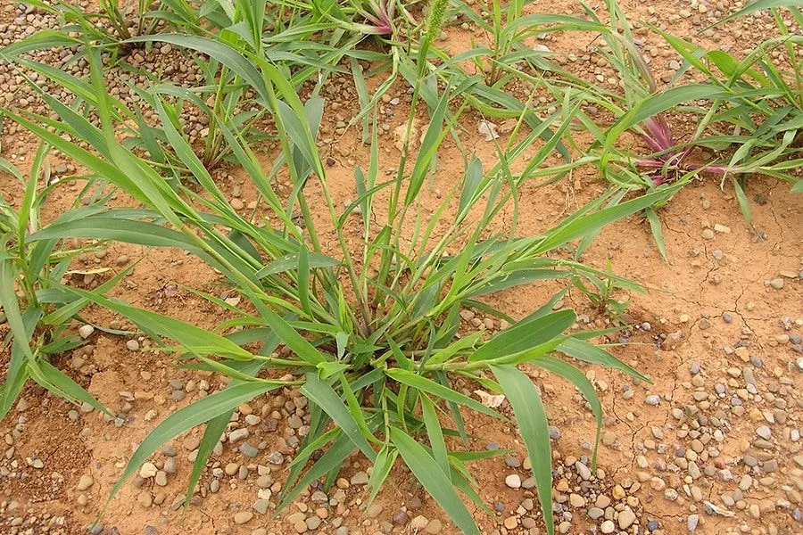 Green foxtail plants — the most common foxtail variety found in South Dakota lawns