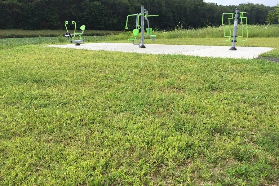 Foxtail grass infestation in a lawn showing multiple plants with characteristic fuzzy seed heads