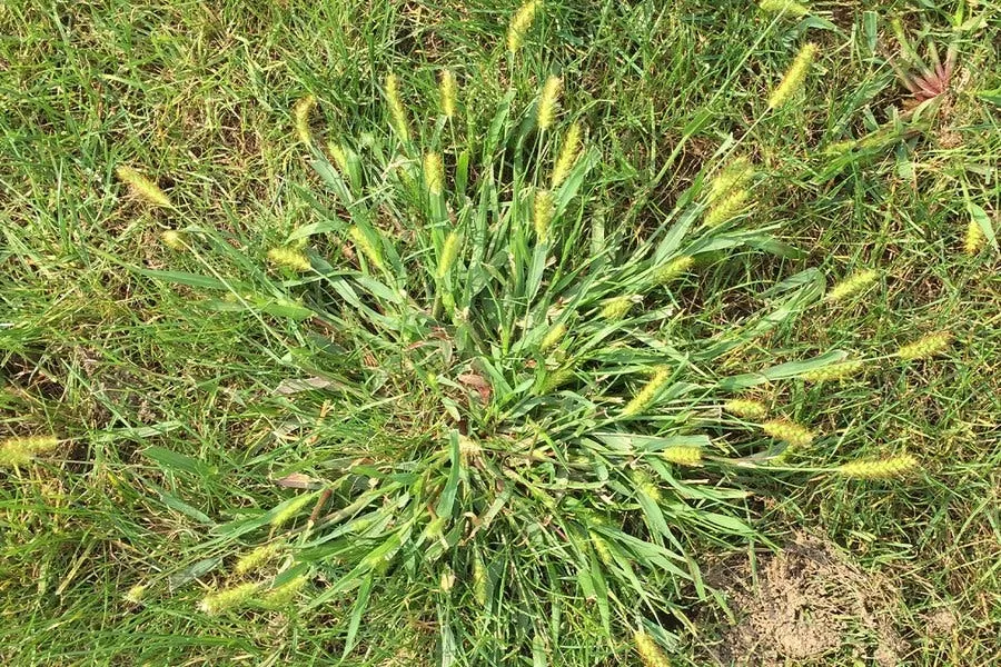Yellow foxtail plant showing upright growth habit with multiple fuzzy, bristly seed heads