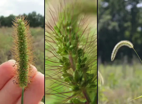 Comparison of yellow, green, and giant foxtail seed heads showing the differences in size, shape, and bristle arrangement