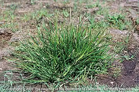 Dense goosegrass clump in erect growth form growing in dry patchy soil
