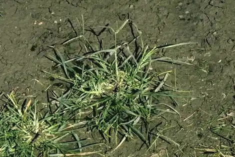 Mature goosegrass plant showing pale green matlike clump growing flat against the ground