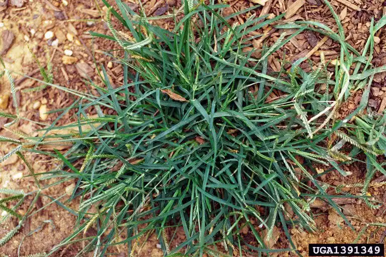 Goosegrass rosette pattern with distinctive white leaf sheaths at the base