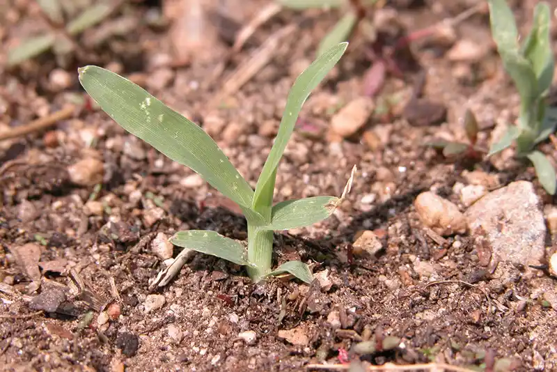 Young goosegrass seedling in early growth stage