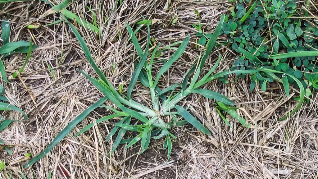 Goosegrass plant specimen showing its low-growing form and flattened stems
