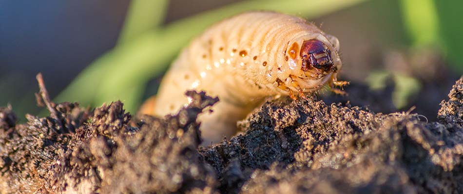 Grub Control Sharp Lawn Care Blog