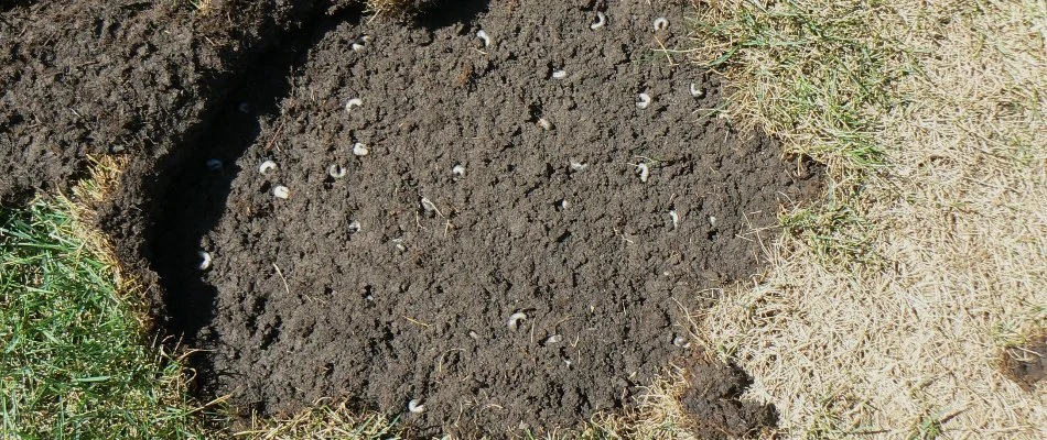 Grubs in soil, causing a brown lawn in Sioux Falls, SD.