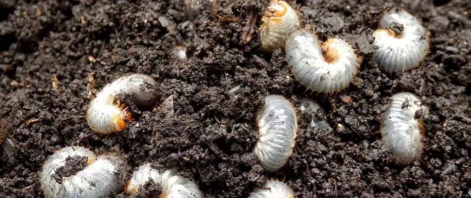 Grubs spotted in lawn soil near Sioux City, IA.