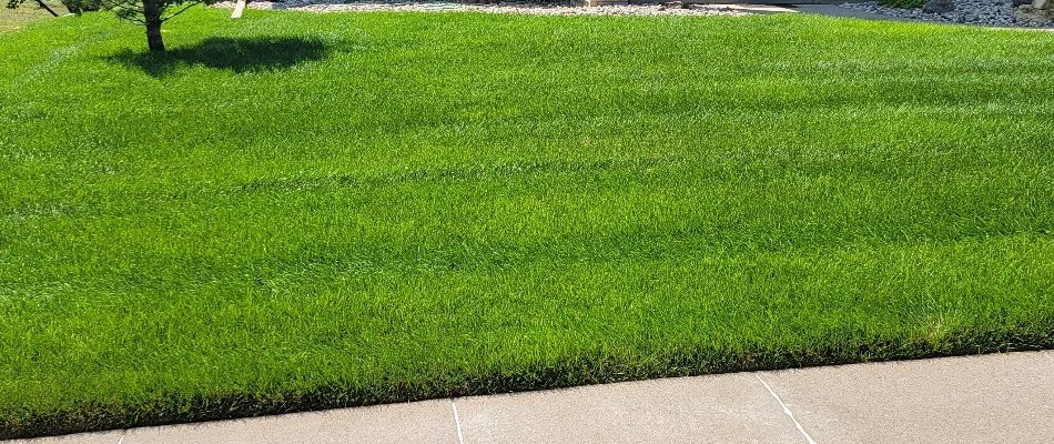 A lawn in Sioux Falls, SD with healthy, green grass.
