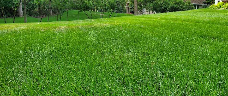 How Much Do I Water a Newly Reseeded Lawn?