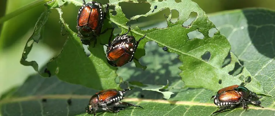 Japanese beetles eating a leaf in Sioux City, IA.