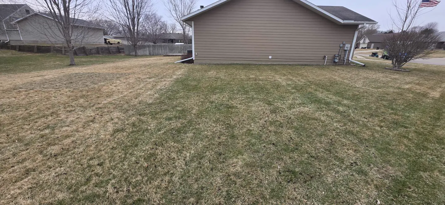 Patchy brown and green lawn near a house in early spring showing uneven green-up