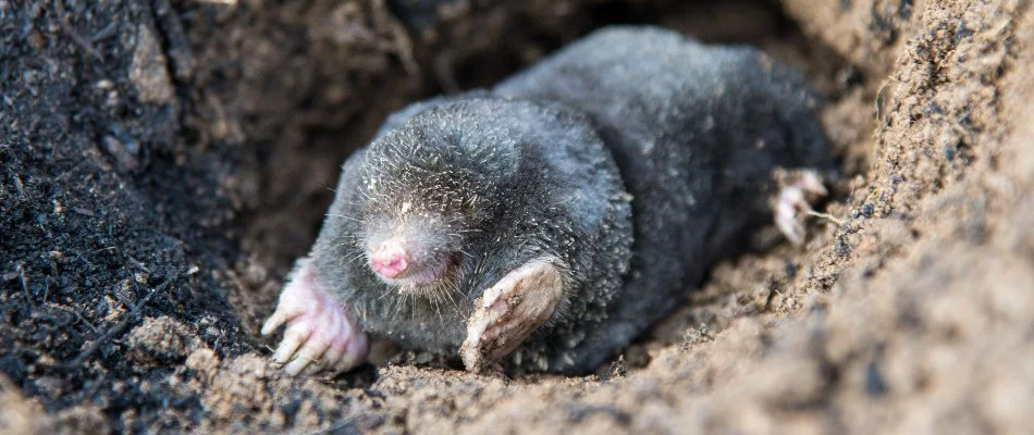 A mole emerging from a tunnel underground in Sioux Falls, SD.