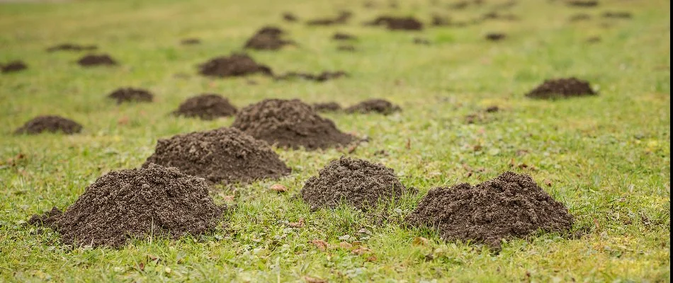 Multiple mole hills on a lawn in Sioux Falls, SD.