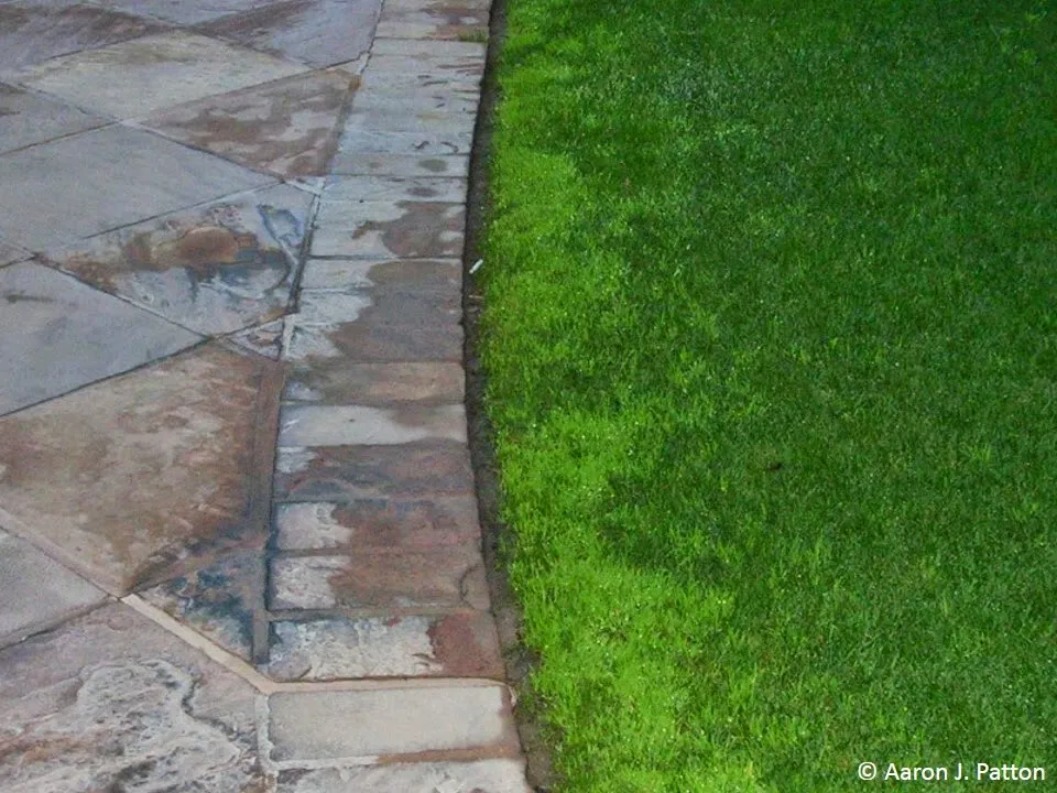 Annual bluegrass (Poa annua) showing its bright light green color contrasting with surrounding darker lawn grass