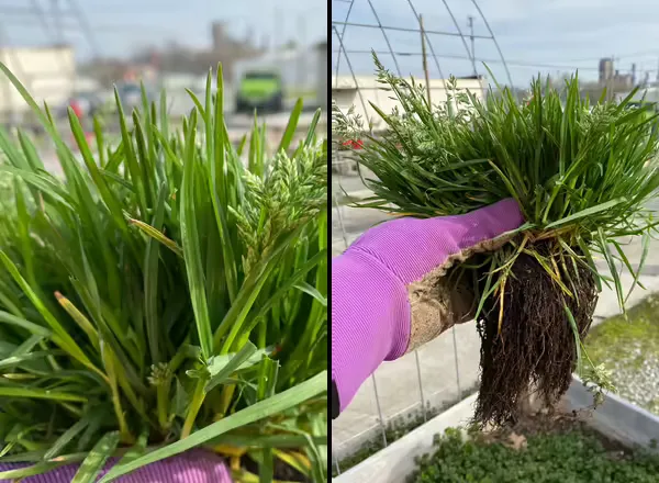 Annual bluegrass leaf blade detail showing keeled shape alongside its dense, shallow root system