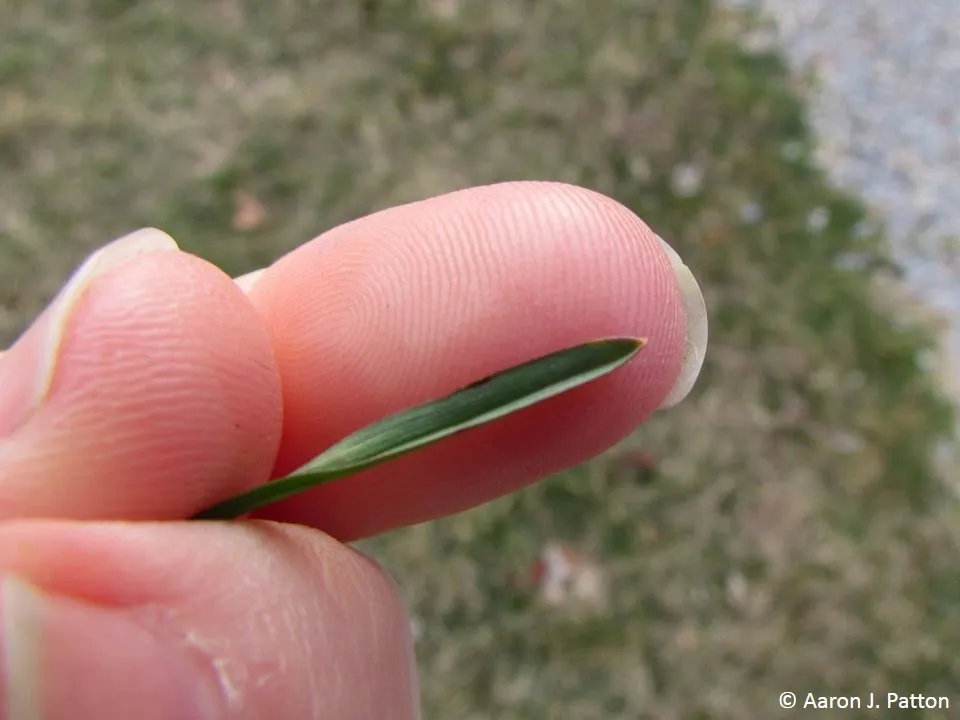 Close-up of Poa annua leaf tip showing the distinctive boat-shaped or canoe-shaped fold that is the key identification feature