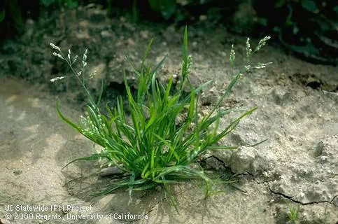 Mature annual bluegrass plant showing its bright green color and flowering seed head structure