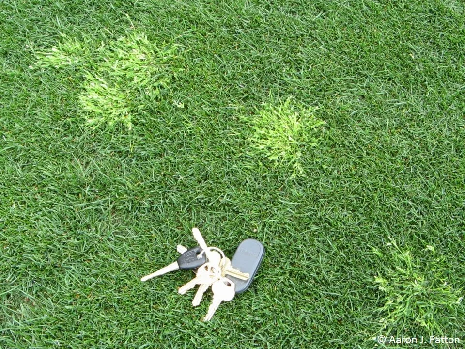 Annual bluegrass seed heads visible at low mowing height, showing how Poa annua produces seeds even when cut short