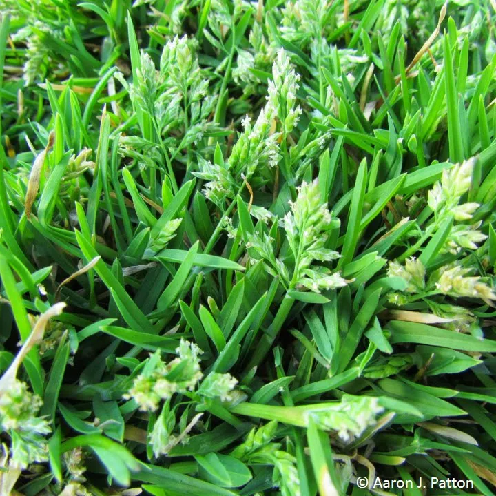 Single annual bluegrass plant producing numerous white seed heads that are visible even when mowed short