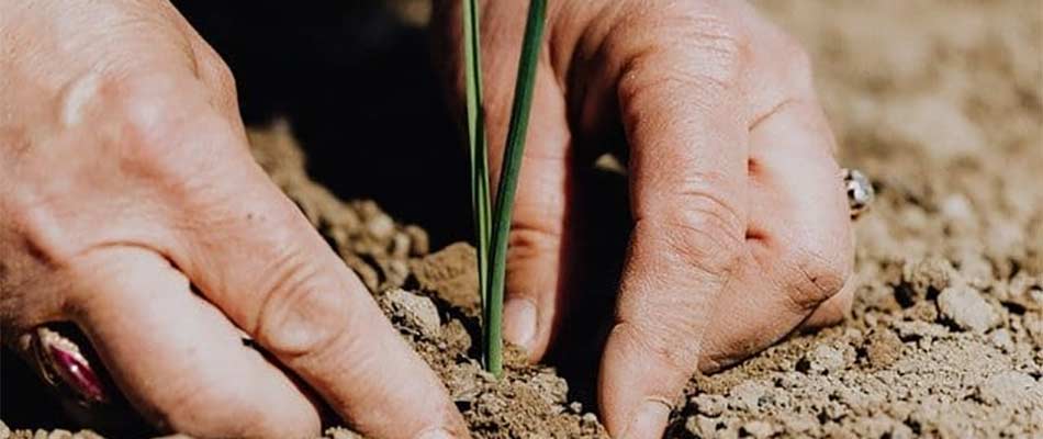 Why Landscape Plants Need Fertilization