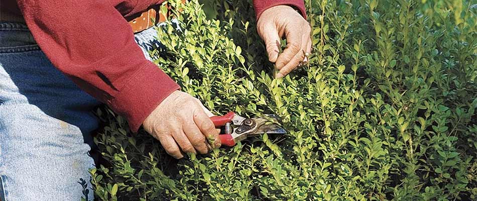 Dormancy Pruning And Why It's Important