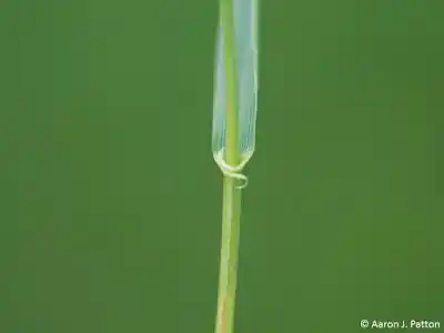 Magnified view of quackgrass auricle clasping the stem, a key identification feature