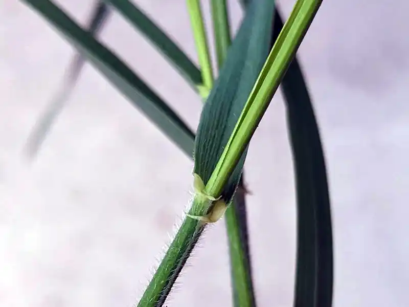 Close-up of quackgrass clasping auricles wrapping around the stem at the leaf base