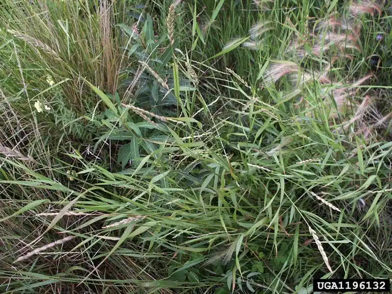 Full quackgrass plant specimen showing leaves, stems, and root structure