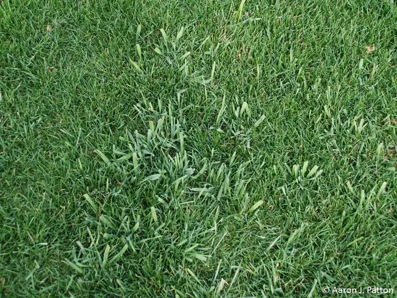 Mown quackgrass standing out in a Kentucky bluegrass lawn with its coarser texture and lighter color