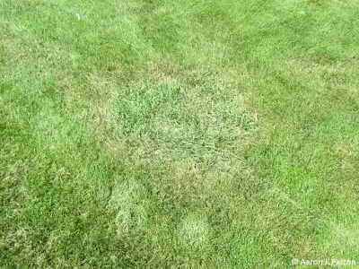 A distinct patch of quackgrass growing in the center of a maintained lawn