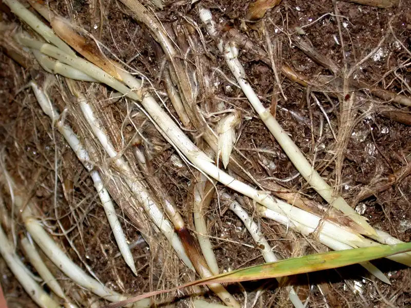 Sharp-tipped quackgrass rhizomes that spread underground to create new plants