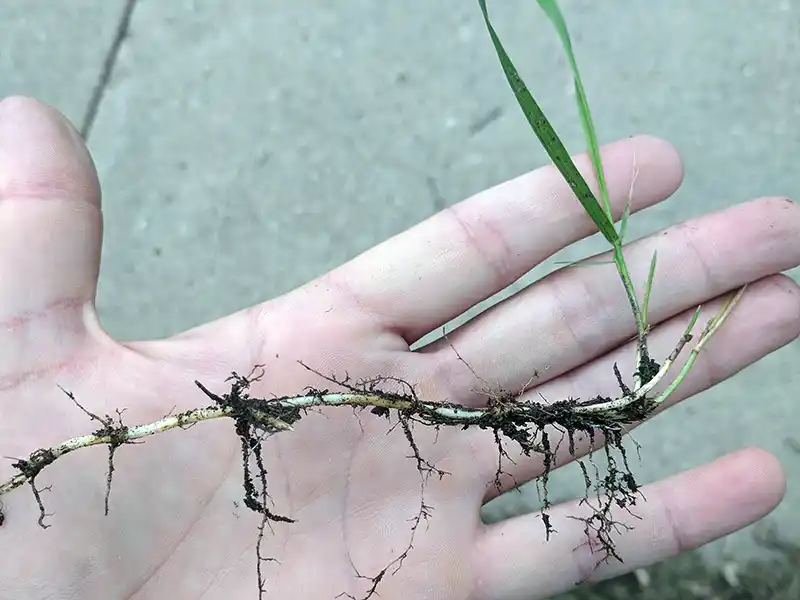 Hand holding a quackgrass plant showing its underground rhizome root system