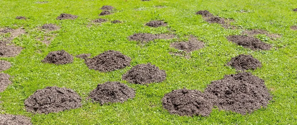 Several mole hills on a lawn in Sioux Falls, SD.