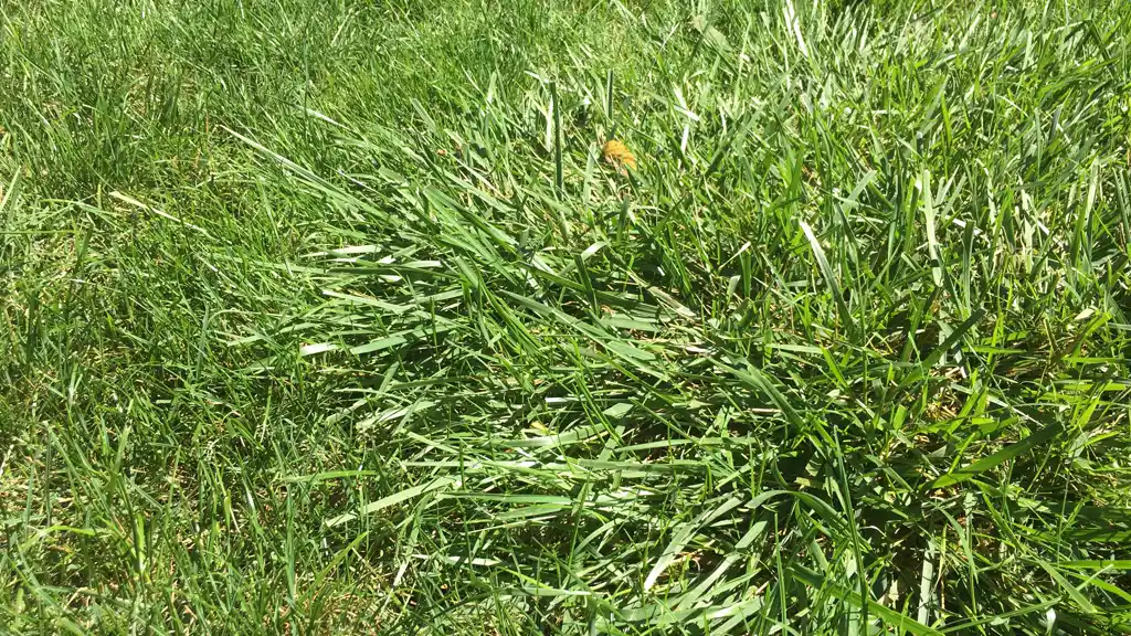 Close-up of a tall fescue patch growing in a Kentucky bluegrass lawn, the type of coarse grass clump often mistaken for crabgrass